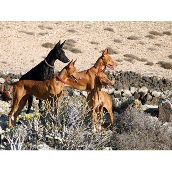 El sin igual Podenco Canario