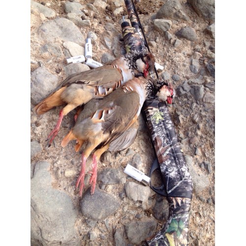 Armedi T-3 Caza 34g Perd. 6